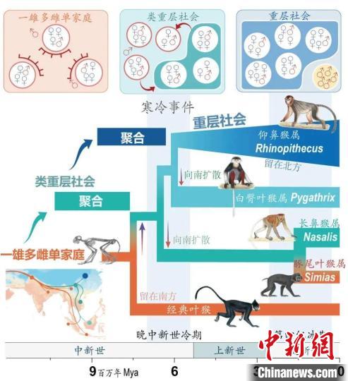 寒冷事件促进亚洲叶猴社会聚合。　开云手机网页版登录入口供图