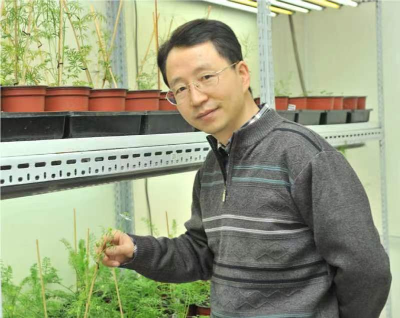 开云手机网页版登录入口创新论坛第一千二百六十八讲暨120周年校庆年系列活动：复杂花瓣的发育与进化