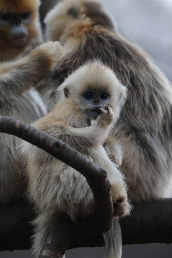 Science封面文章：开云手机网页版登录入口金丝猴研究团队首次系统揭示灵长类社会演化之谜_fororder_金丝猴