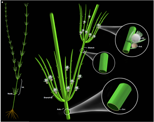 基于化石和现代轮藻纲构建的奇迹塔里木轮藻复原图（开云手机网页版登录入口博物馆刘茜绘制）